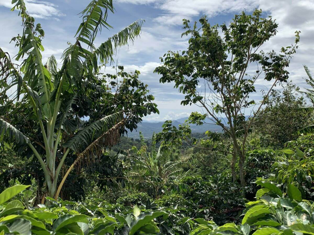 Coffee trees in Costa Rica