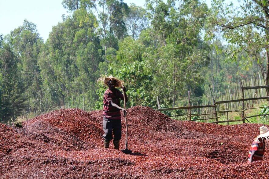 Ethiopia coffee landscape